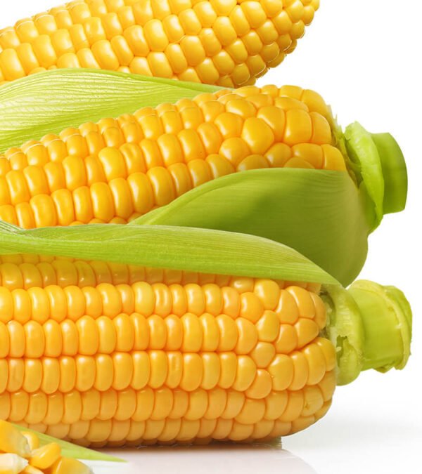 shop29-product-11-4 Product Image