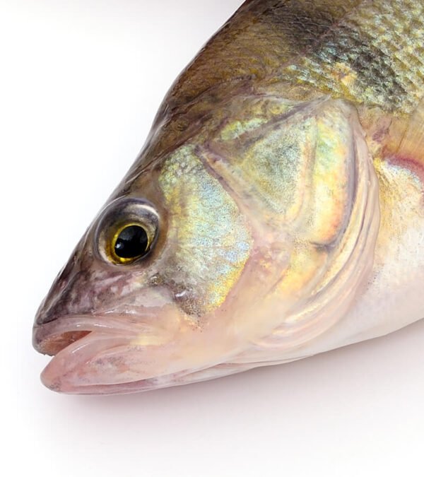 shop29-product-22-2 Product Image